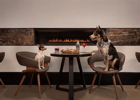 pet friendly hilton|hilton garden inn pet policy.